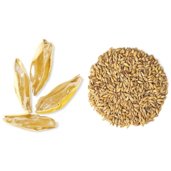 malta-dextrin-malteurop-carapils