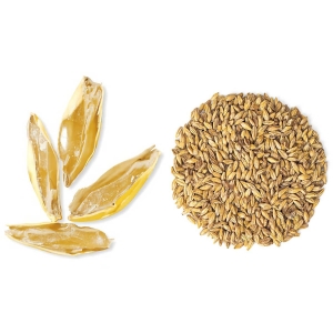 MALTA DEXTRIN MALTEUROP (carapils)